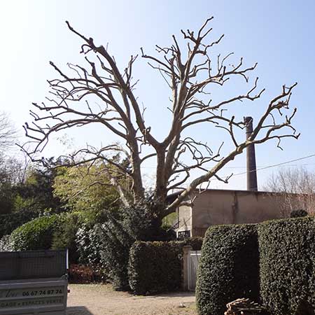 taille d'arbre, élagage