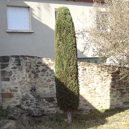 taille d'arbre Cyprès