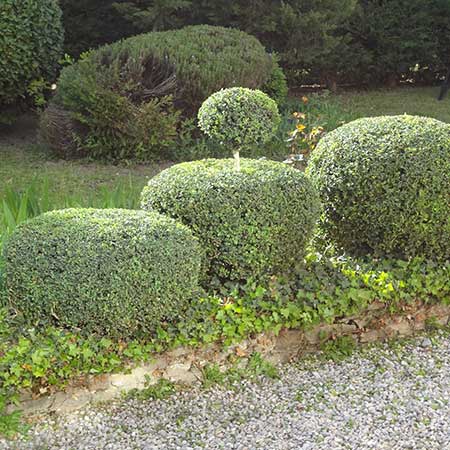 taille ornementale massif